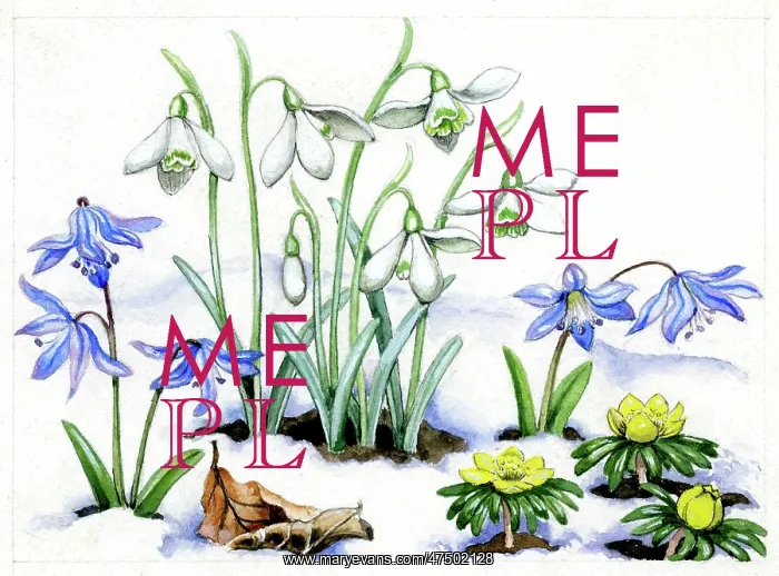 : Snowdrops, scillas and aconites in snow : Snowdrops, scillas and aconites in snow