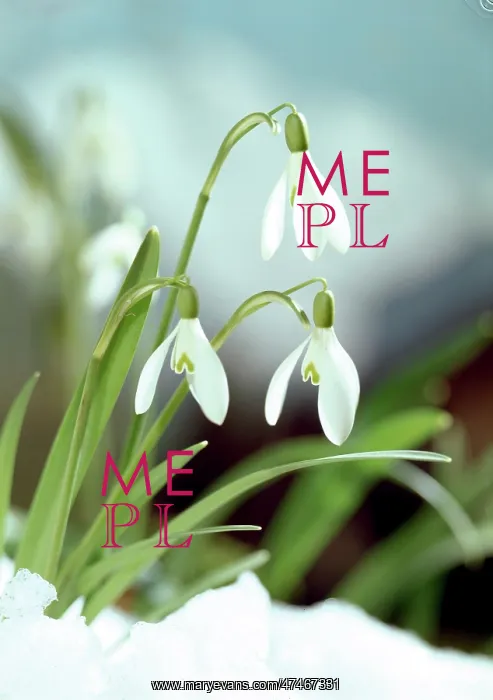  : Snowdrops in snow