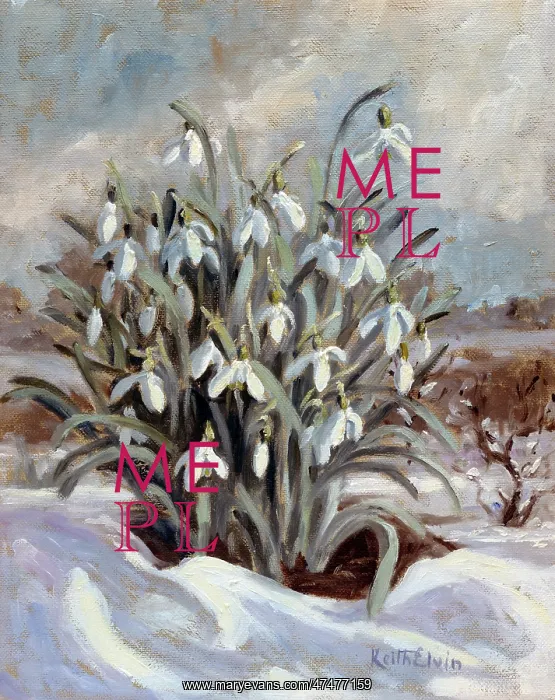  : Snowdrops in the Snow