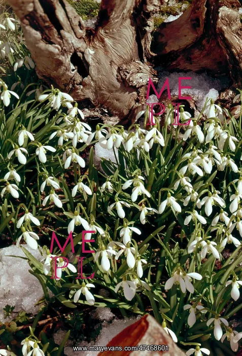  : Snowdrops with tree trunk and melting snow