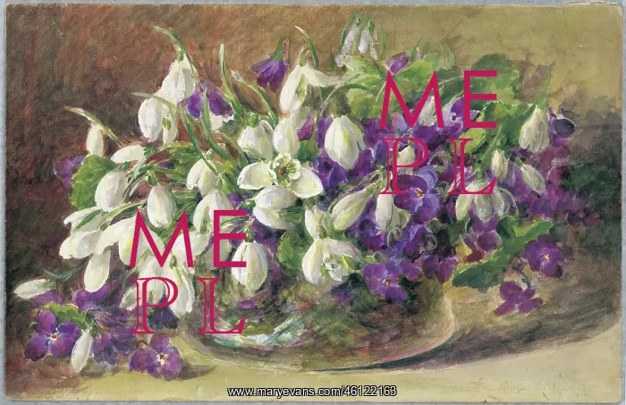 : Snowdrops and Violets : Snowdrops and Violets