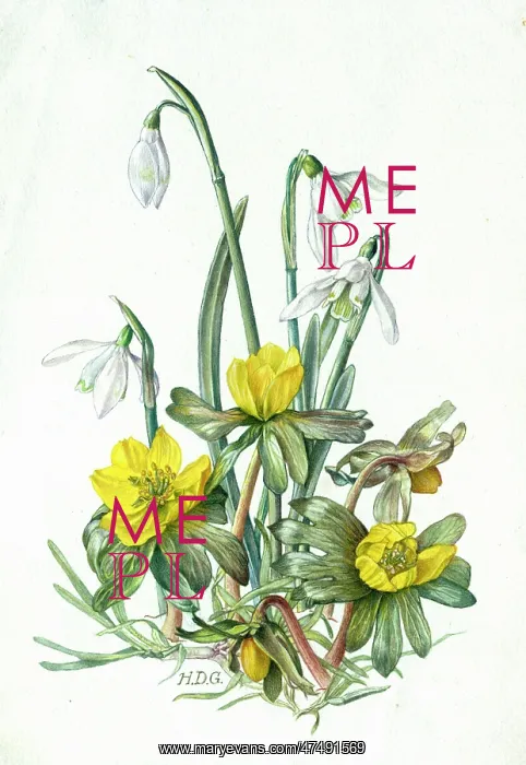  : Snowdrops and Winter Aconites