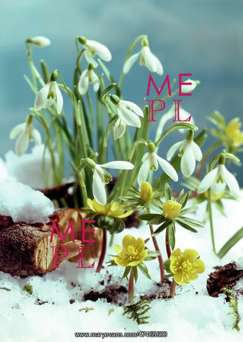  : Snowdrops and Winter Aconites in Snow