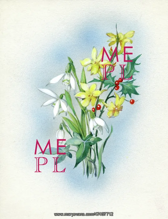  : Snowdrops, winter jessamine and holly