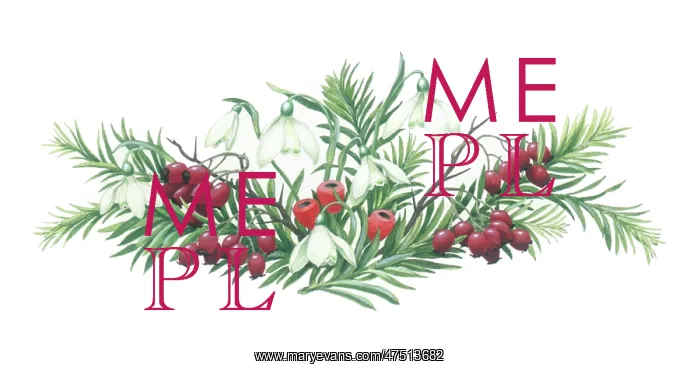 : Snowdrops, yew branches and berries etc : Snowdrops, yew branches and berries etc
