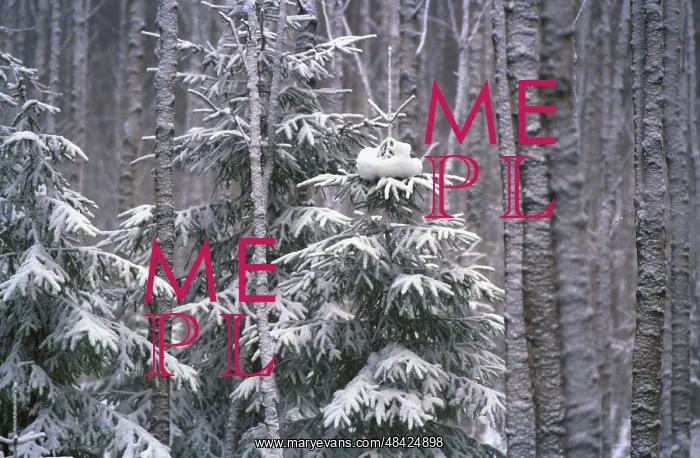: After Snowfall photo art work, 1991 : After Snowfall photo art work, 1991