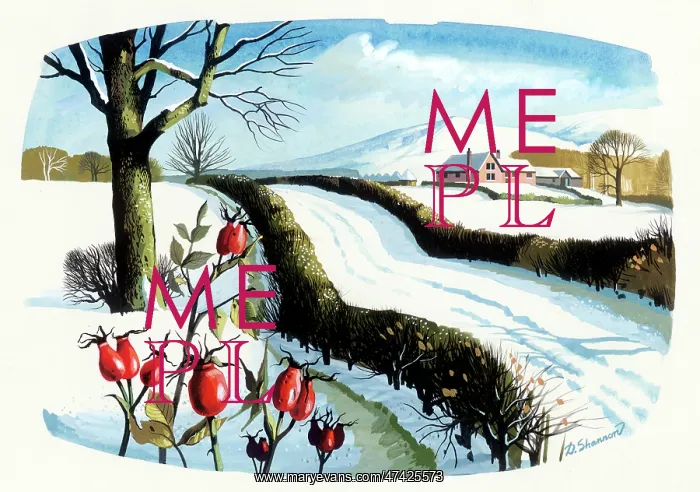  : Snowscene - with hedge-lined road and hips in the foreground