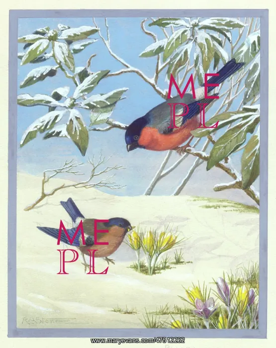  : Snowscene with two bullfinches and crocuses