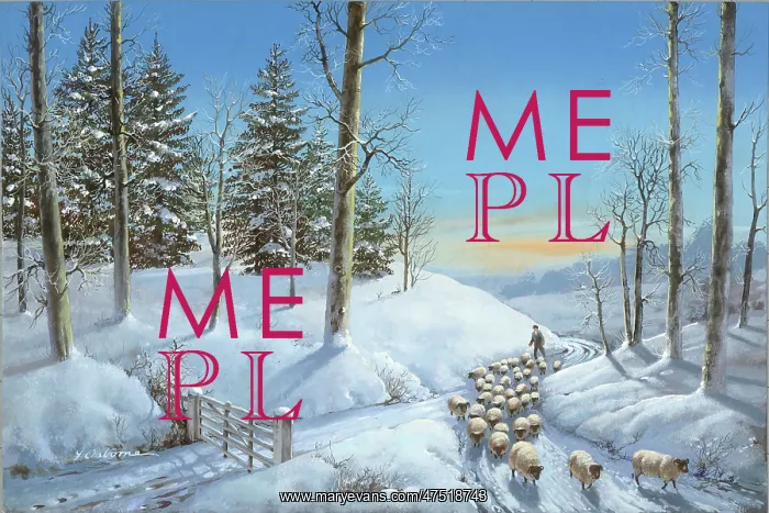  : Snowscene with flock of sheep