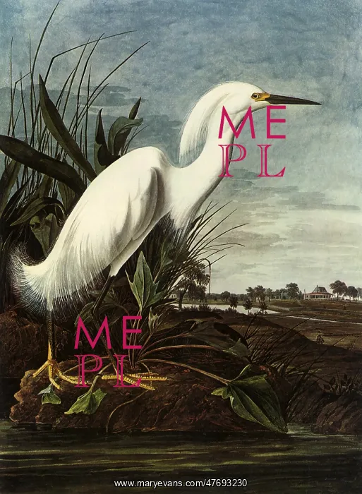  : Snowy Egret