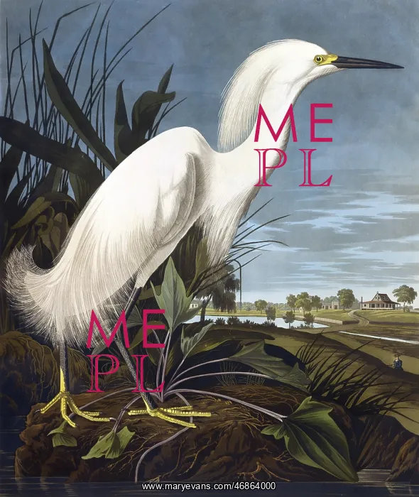 : Snowy Heron, by John James Audubon : Snowy Heron, by John James Audubon