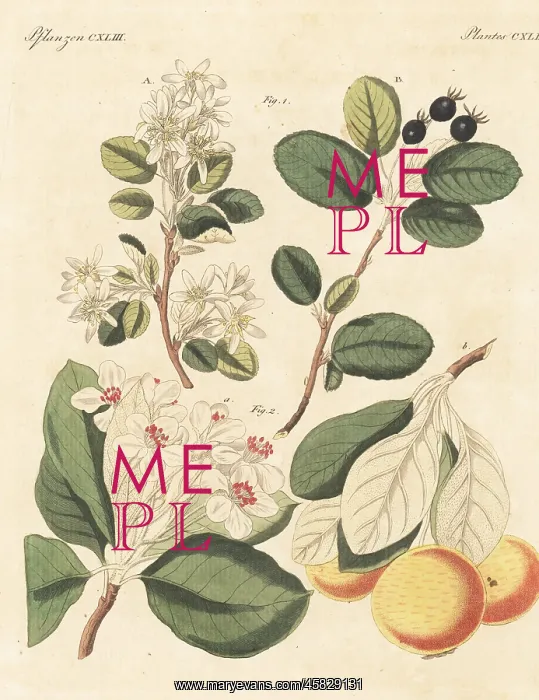 : Snowy mespilus and snow pear : Snowy mespilus and snow pear