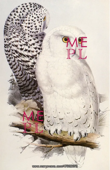  : Snowy Owl