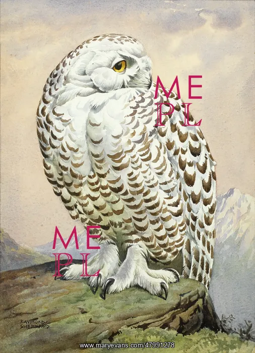  : A snowy owl
