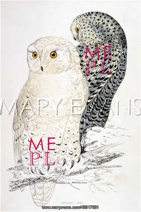  : SNOWY OWL (Nyctea scandiaca)