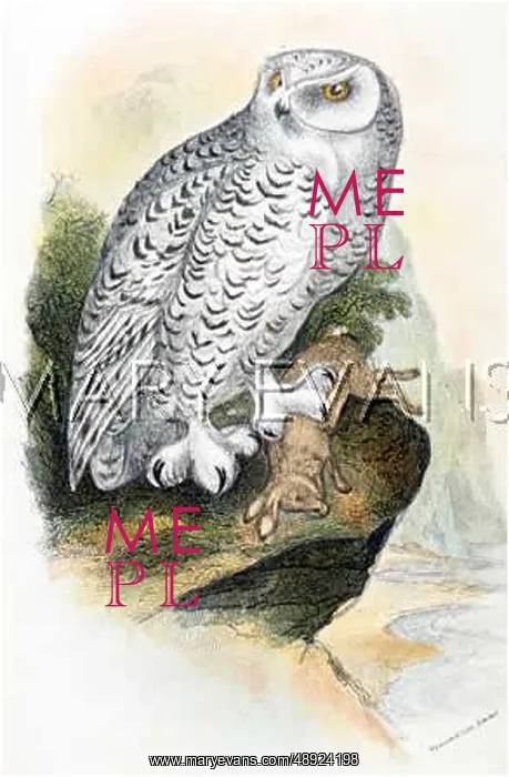  : SNOWY OWL (Nyctea scandiaca)