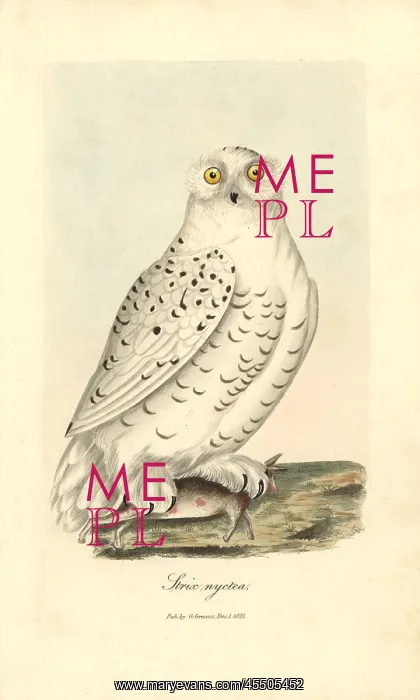 : Snowy owl, Bubo scandiacus : Snowy owl, Bubo scandiacus