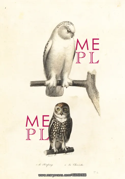 : Snowy owl and Eurasian pygmy owl : Snowy owl and Eurasian pygmy owl