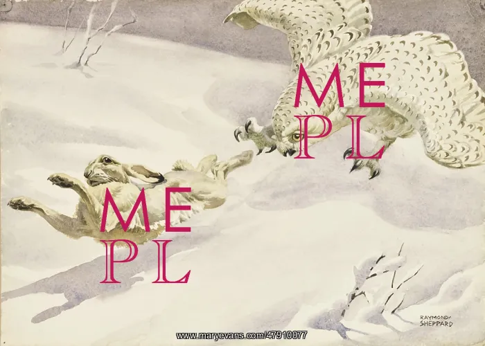 : Snowy Owl hunting a Hare : Snowy Owl hunting a Hare