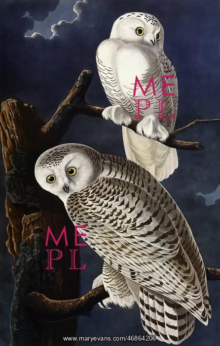 : Snowy Owl, by John James Audubon : Snowy Owl, by John James Audubon
