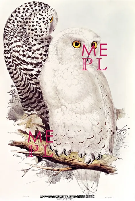 : Snowy owls : Snowy owls