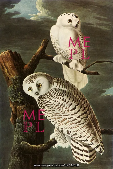 : Snowy Owls