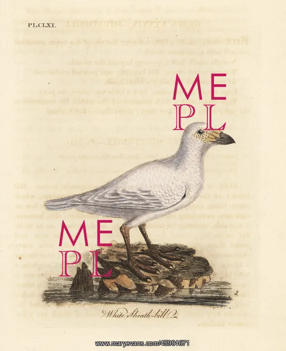 : Snowy sheathbill, Chionis albus : Snowy sheathbill, Chionis albus