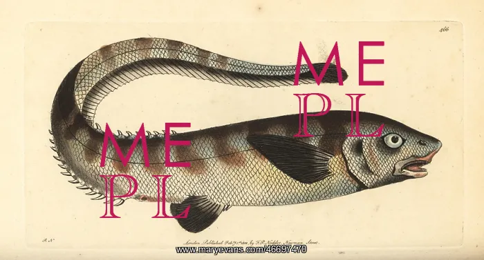 : Snub-nosed spiny eel, Notacanthus chemnitzii : Snub-nosed spiny eel, Notacanthus chemnitzii