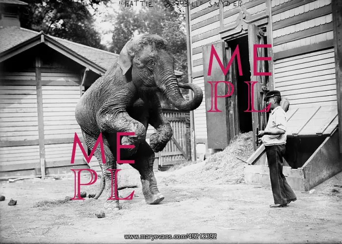 : Bill Snyder, elephant trainer, and Hattie ? : Bill Snyder, elephant trainer, and Hattie ?