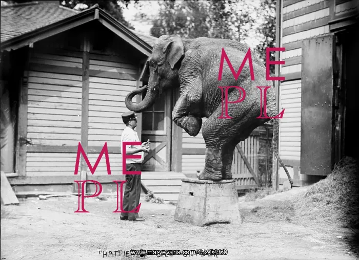 : Bill Snyder, elephant trainer, and Hattie ? : Bill Snyder, elephant trainer, and Hattie ?