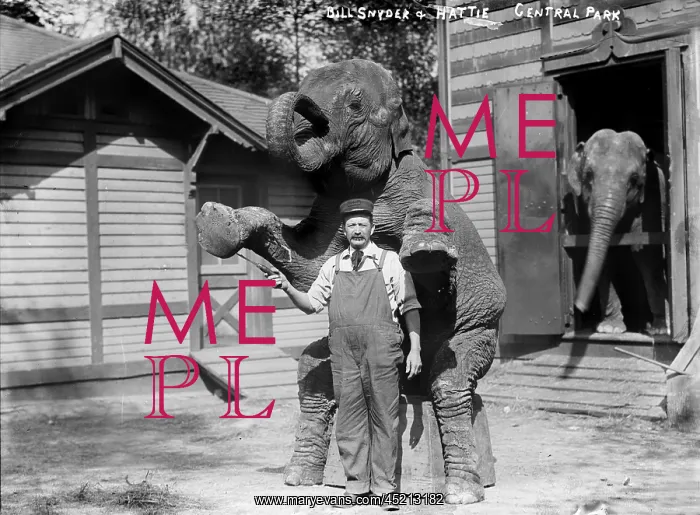 : Bill Snyder, elephant trainer, and Hattie ? : Bill Snyder, elephant trainer, and Hattie ?