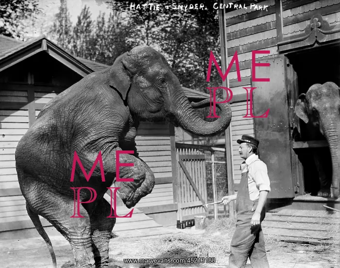 : Bill Snyder, elephant trainer, and Hattie ? : Bill Snyder, elephant trainer, and Hattie ?