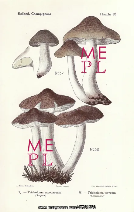 : Soap-scented toadstool and grey knight mushroom : Soap-scented toadstool and grey knight mushroom