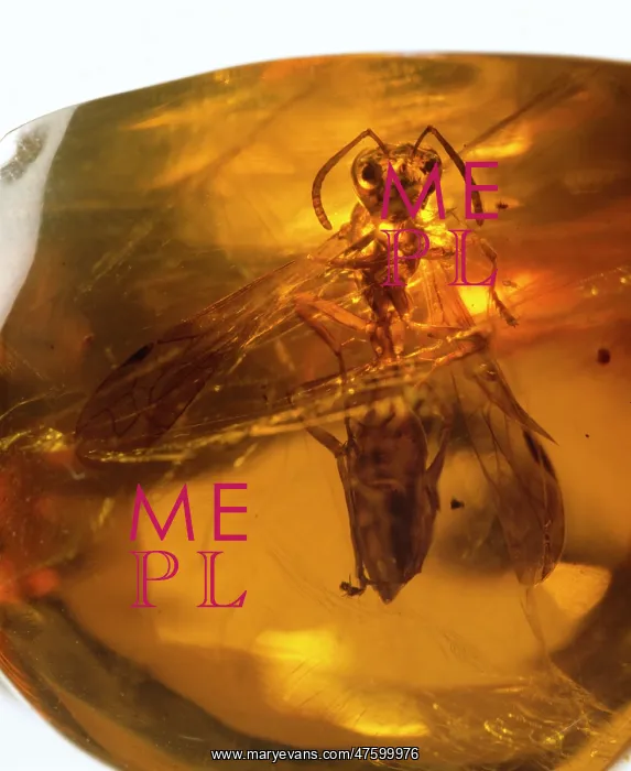 : Social wasp in amber : Social wasp in amber