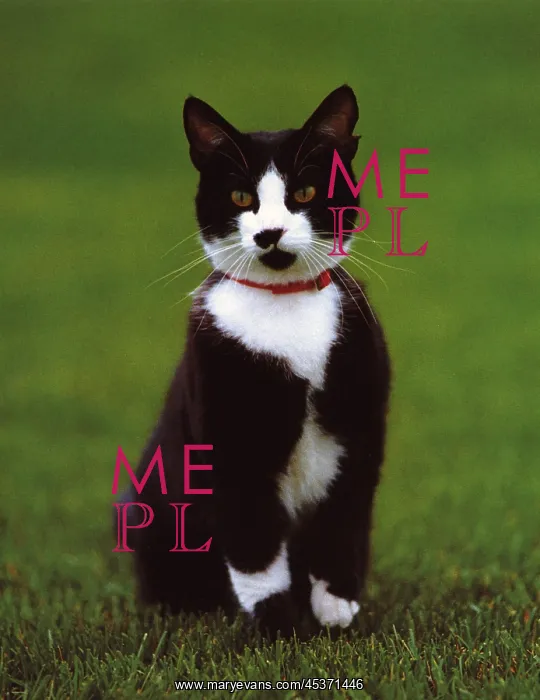 : Socks the Cat, was the pet of U.S. President Bill : Socks the Cat, was the pet of U.S. President Bill