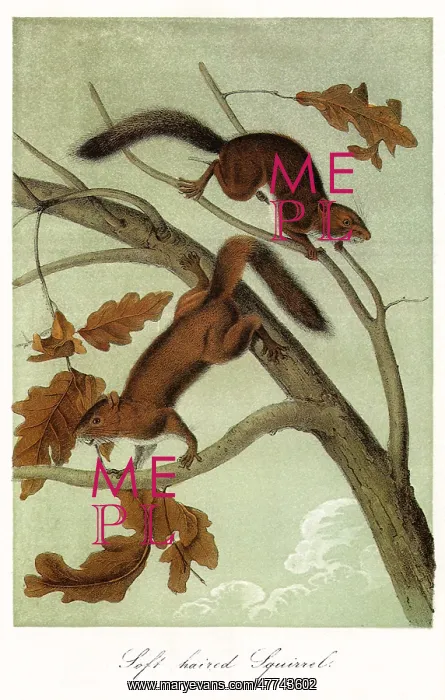  : Soft-Haired Squirrels