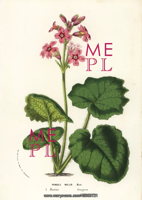: Soft-leaved primrose, Primula mollis : Soft-leaved primrose, Primula mollis