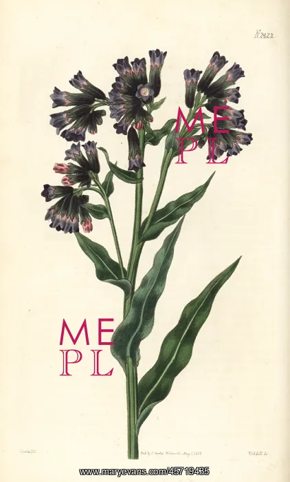 : Soft lungwort, Pulmonaria mollis : Soft lungwort, Pulmonaria mollis