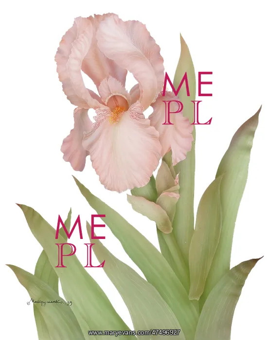  : Soft Rose Iris