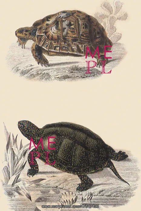  : Soft-Shelled Tortoise and Green Turtle