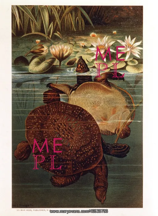  : Soft Turtles in Water