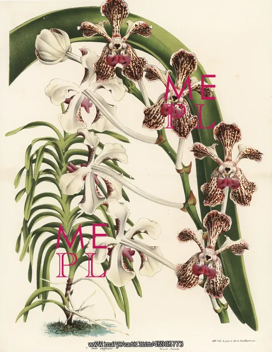 : Soft vanda orchid, Vanda tricolor : Soft vanda orchid, Vanda tricolor