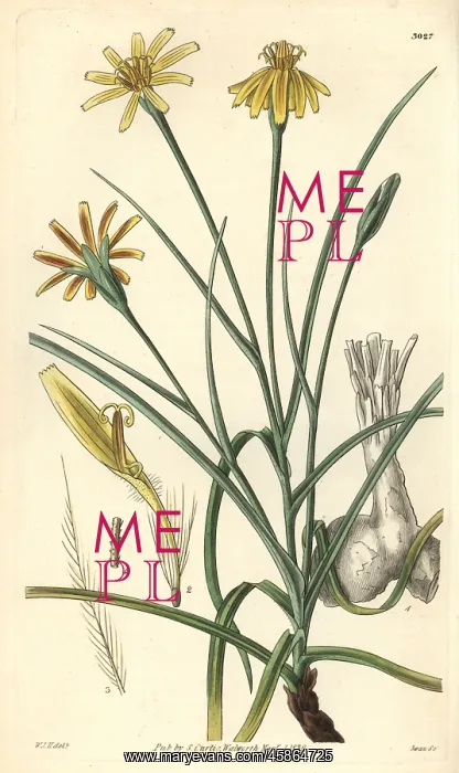 : Soft viper's grass, Scorzonera mollis : Soft viper's grass, Scorzonera mollis