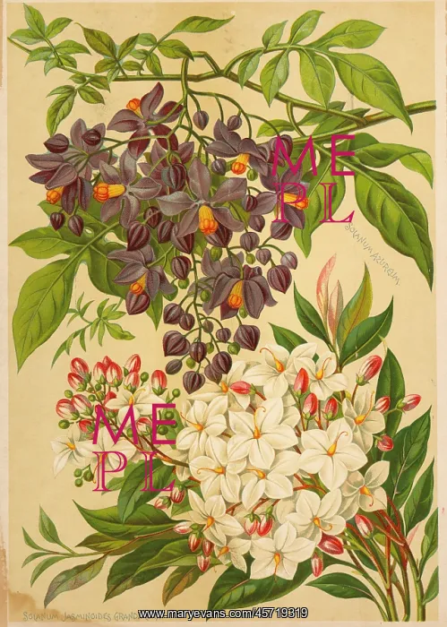 : Solanium - Azuraeum - Jasminoides Grandiflora : Solanium - Azuraeum - Jasminoides Grandiflora