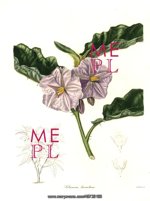 : Solanum asperolanatum : Solanum asperolanatum