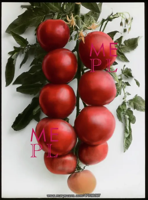 : Solanum Lycopersicum (Tomato) Sunrise : Solanum Lycopersicum (Tomato) Sunrise