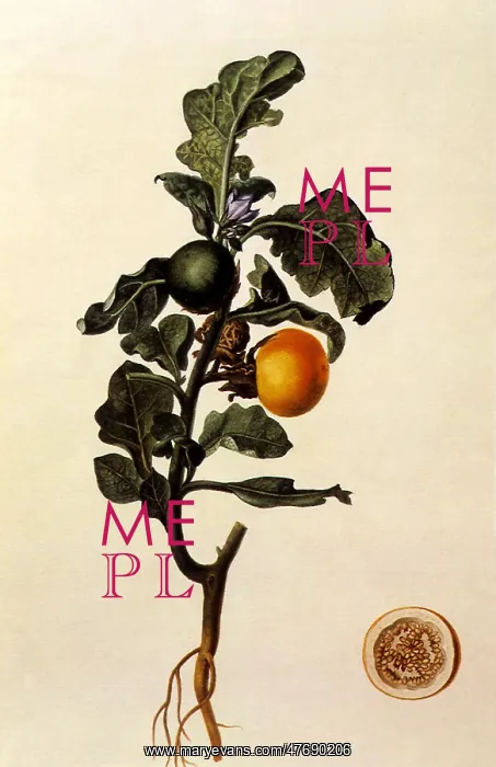  : Solanum Macrocarpum
