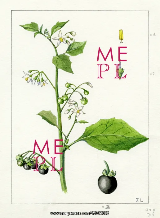 : Solanum nigrum - black nightshade : Solanum nigrum - black nightshade