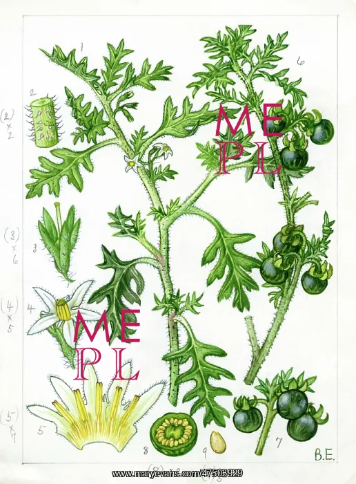 : Solanum triflorum - cutleaf nightshade : Solanum triflorum - cutleaf nightshade