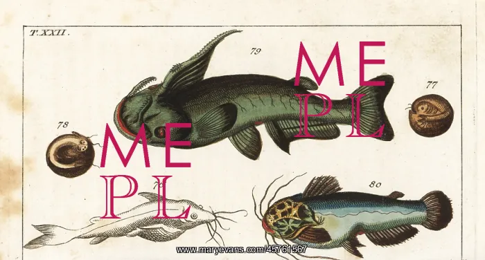 : Soldier catfish and driftwood catfish : Soldier catfish and driftwood catfish